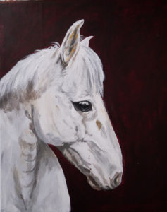 Porträtt av vitt hästhuvud